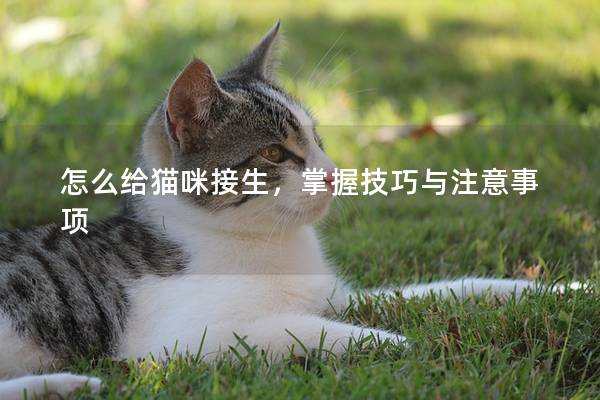 怎么给猫咪接生，掌握技巧与注意事项