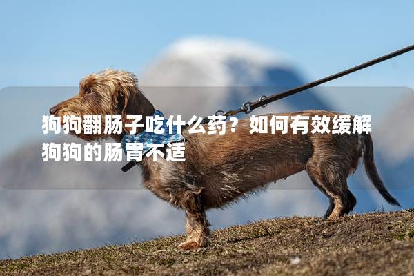 狗狗翻肠子吃什么药？如何有效缓解狗狗的肠胃不适