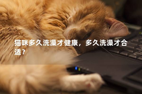 猫咪多久洗澡才健康，多久洗澡才合适？
