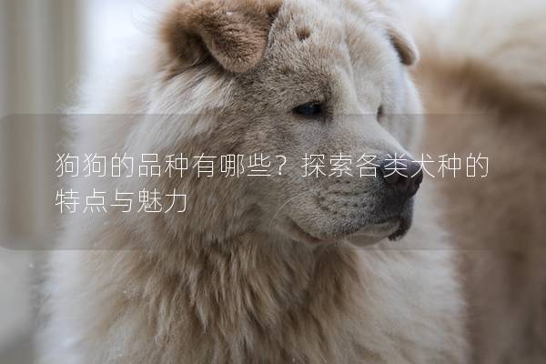 狗狗的品种有哪些？探索各类犬种的特点与魅力