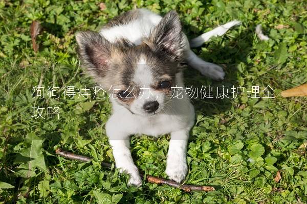 狗狗得痔疮怎么办，宠物健康护理全攻略