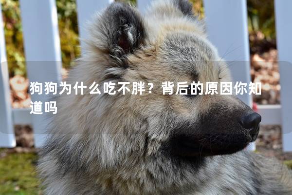 狗狗为什么吃不胖？背后的原因你知道吗