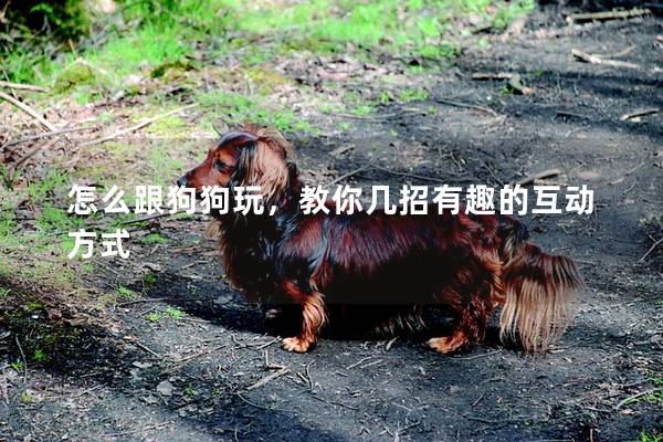 怎么跟狗狗玩，教你几招有趣的互动方式