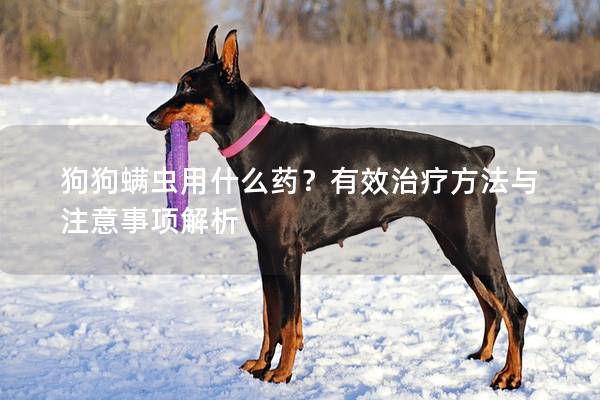 狗狗螨虫用什么药？有效治疗方法与注意事项解析