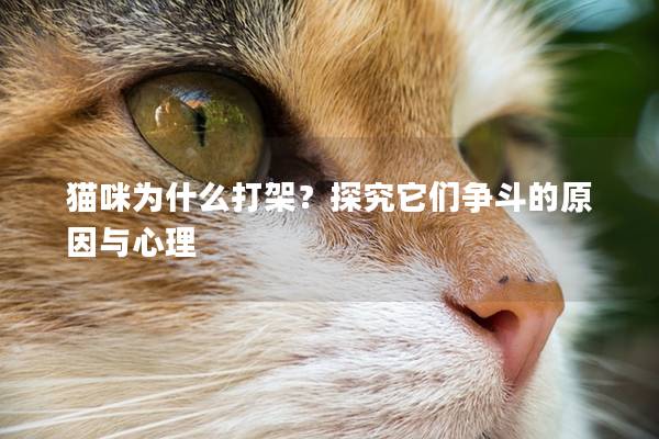 猫咪为什么打架？探究它们争斗的原因与心理