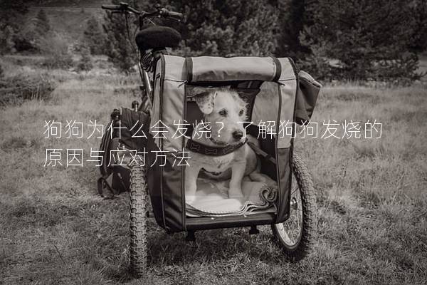 狗狗为什么会发烧？了解狗狗发烧的原因与应对方法
