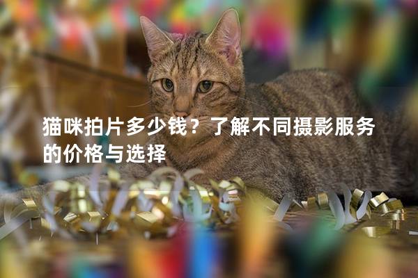 猫咪拍片多少钱？了解不同摄影服务的价格与选择