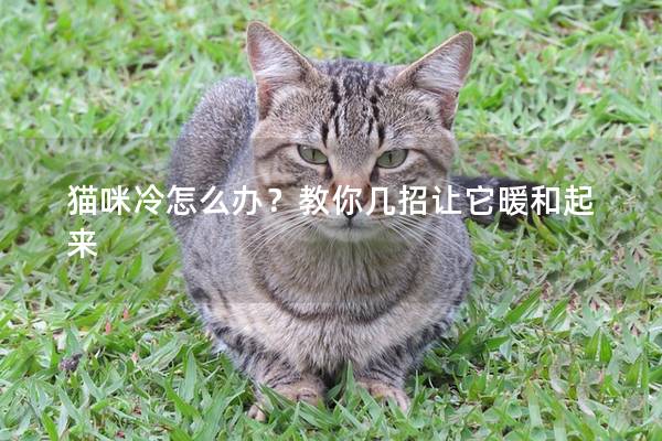 猫咪冷怎么办？教你几招让它暖和起来