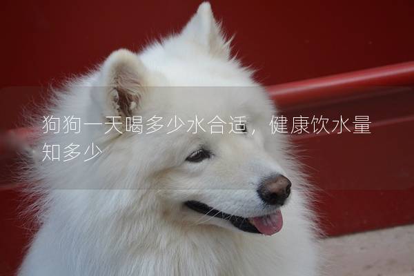 狗狗一天喝多少水合适，健康饮水量知多少