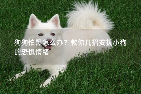 狗狗怕黑怎么办？教你几招安抚小狗的恐惧情绪