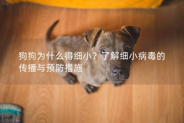 狗狗为什么得细小？了解细小病毒的传播与预防措施