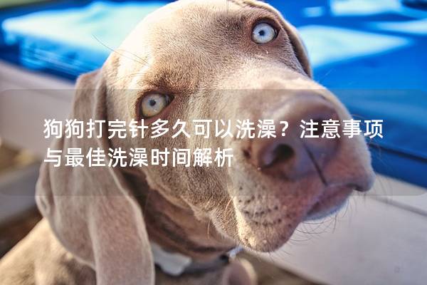 狗狗打完针多久可以洗澡？注意事项与最佳洗澡时间解析