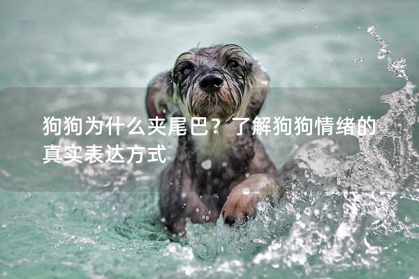 狗狗为什么夹尾巴？了解狗狗情绪的真实表达方式