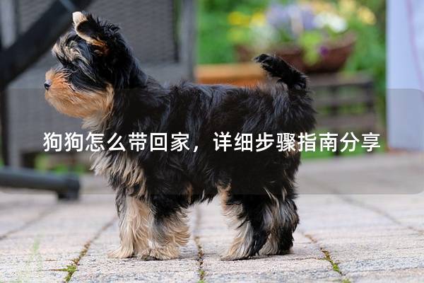 狗狗怎么带回家，详细步骤指南分享