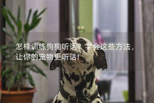 怎样训练狗狗听话？学会这些方法，让你的宠物更听话!