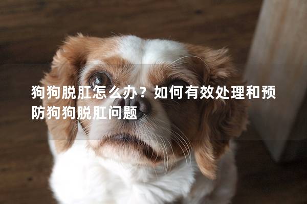 狗狗脱肛怎么办？如何有效处理和预防狗狗脱肛问题