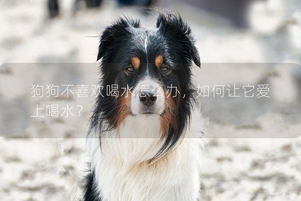 狗狗不喜欢喝水怎么办，如何让它爱上喝水？