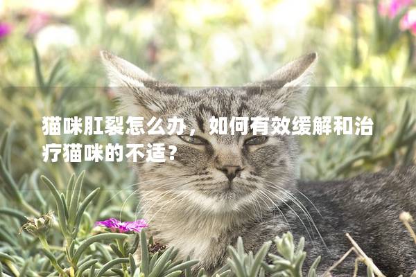 猫咪肛裂怎么办，如何有效缓解和治疗猫咪的不适？