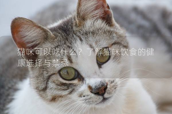 猫咪可以吃什么？了解猫咪饮食的健康选择与禁忌