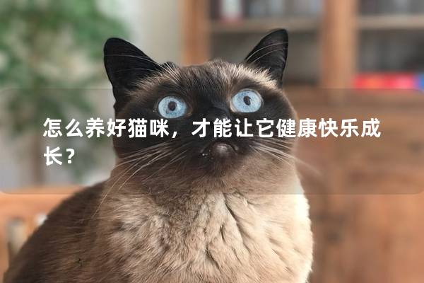 怎么养好猫咪，才能让它健康快乐成长？
