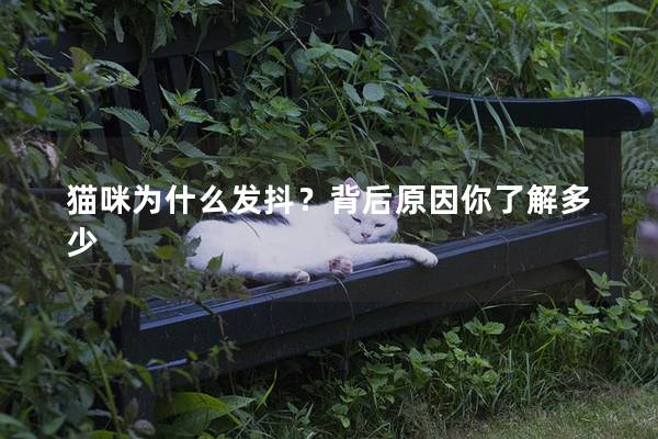 猫咪为什么发抖？背后原因你了解多少