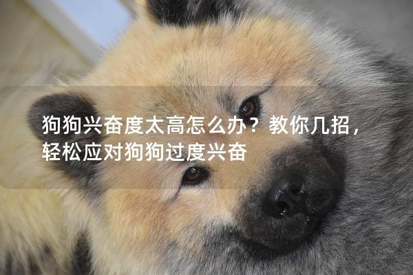 狗狗兴奋度太高怎么办？教你几招，轻松应对狗狗过度兴奋