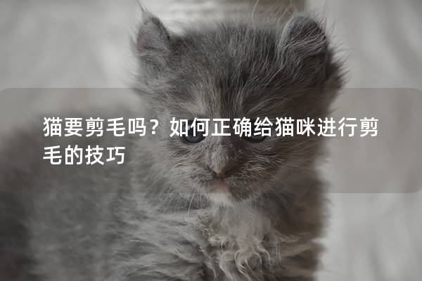 猫要剪毛吗？如何正确给猫咪进行剪毛的技巧