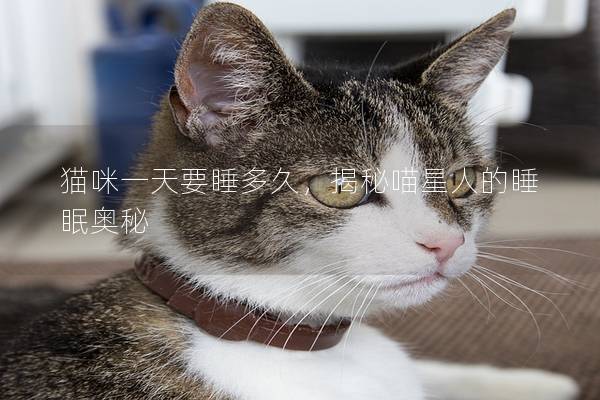 猫咪一天要睡多久，揭秘喵星人的睡眠奥秘