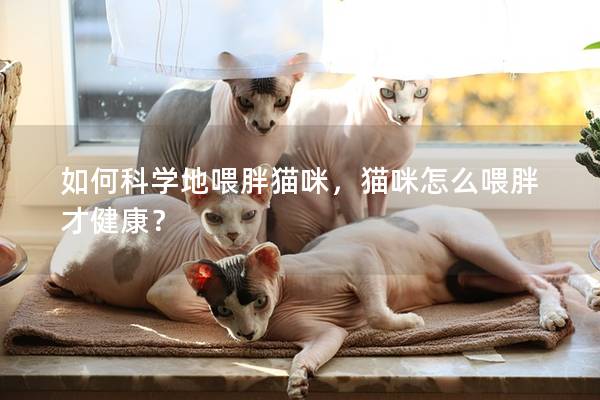 如何科学地喂胖猫咪，猫咪怎么喂胖才健康？