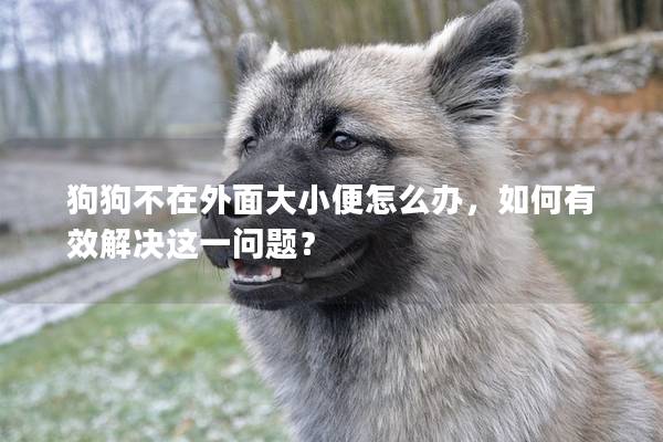 狗狗不在外面大小便怎么办，如何有效解决这一问题？