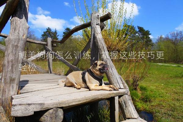 博美狗狗怎么训练，掌握这些技巧更轻松