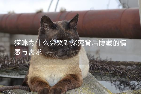 猫咪为什么会哭？探究背后隐藏的情感与需求