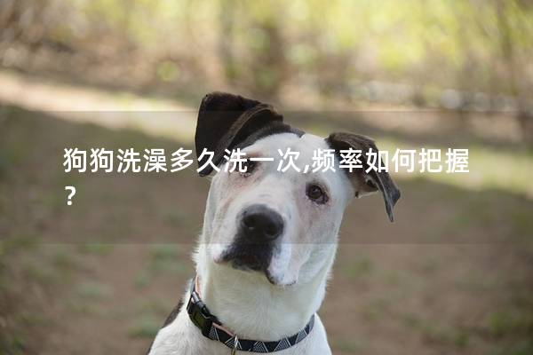狗狗洗澡多久洗一次,频率如何把握？