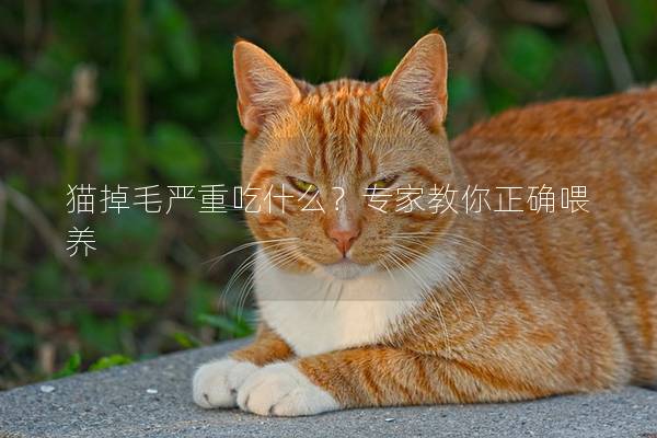 猫掉毛严重吃什么？专家教你正确喂养
