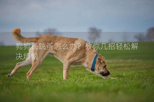 狗狗长跳蚤怎么办？教你几招轻松解决烦恼