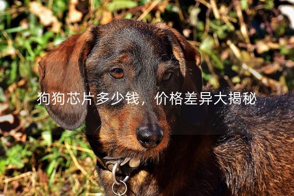 狗狗芯片多少钱，价格差异大揭秘