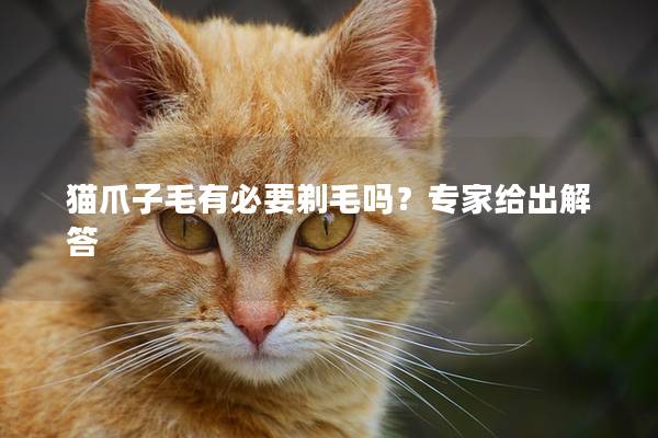 猫爪子毛有必要剃毛吗？专家给出解答