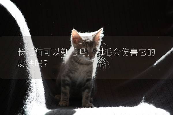 长毛猫可以剃毛吗，剃毛会伤害它的皮肤吗？