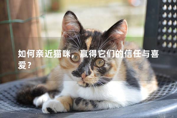如何亲近猫咪，赢得它们的信任与喜爱？