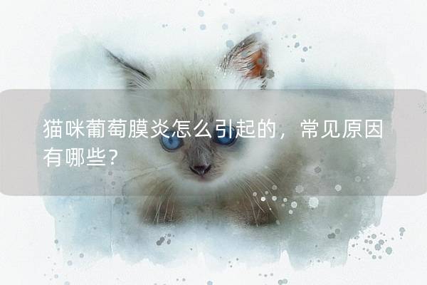 猫咪葡萄膜炎怎么引起的，常见原因有哪些？