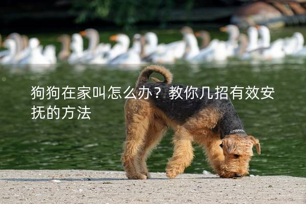 狗狗在家叫怎么办？教你几招有效安抚的方法