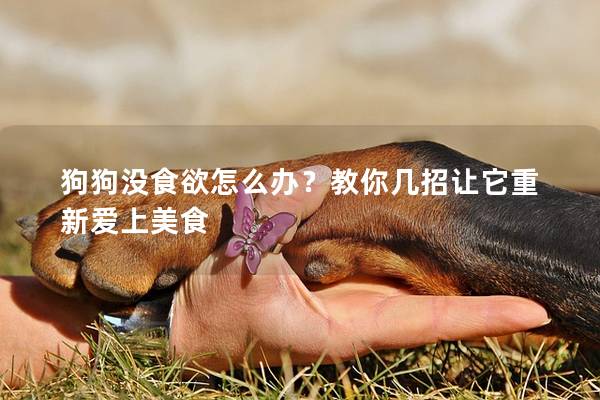 狗狗没食欲怎么办？教你几招让它重新爱上美食