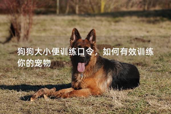 狗狗大小便训练口令，如何有效训练你的宠物
