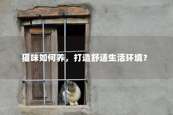 猫咪如何养，打造舒适生活环境？