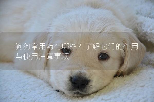 狗狗常用药有哪些？了解它们的作用与使用注意事项