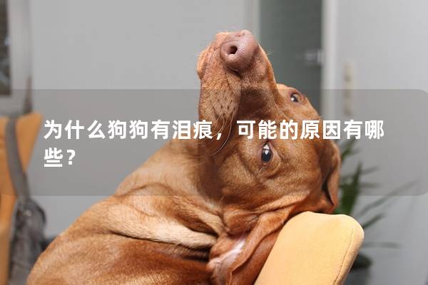 为什么狗狗有泪痕，可能的原因有哪些？