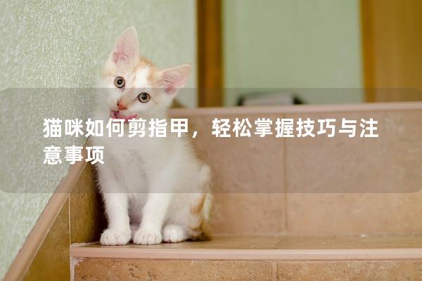 猫咪如何剪指甲，轻松掌握技巧与注意事项