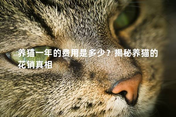 养猫一年的费用是多少？揭秘养猫的花销真相