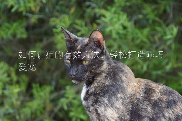 如何训猫的有效方法，轻松打造乖巧爱宠
