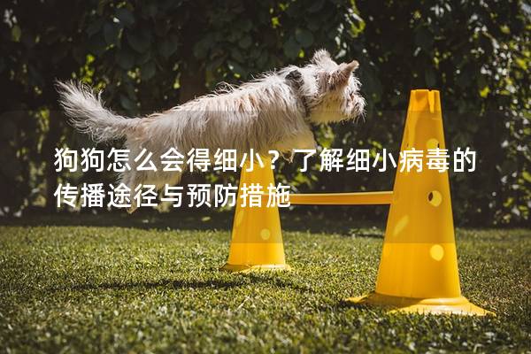 狗狗怎么会得细小？了解细小病毒的传播途径与预防措施